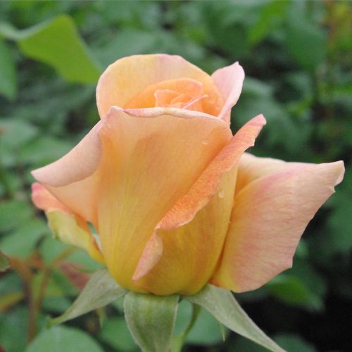 Rosa Diorama - žltá - Stromkové ruže s kvetmi čajohybridovstromková ruža s rovnými stonkami v korune